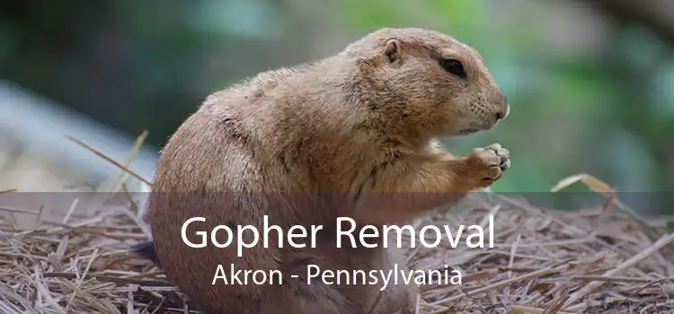 Gopher Removal Akron - Pennsylvania