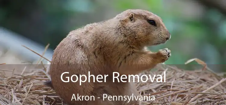 Gopher Removal Akron - Pennsylvania