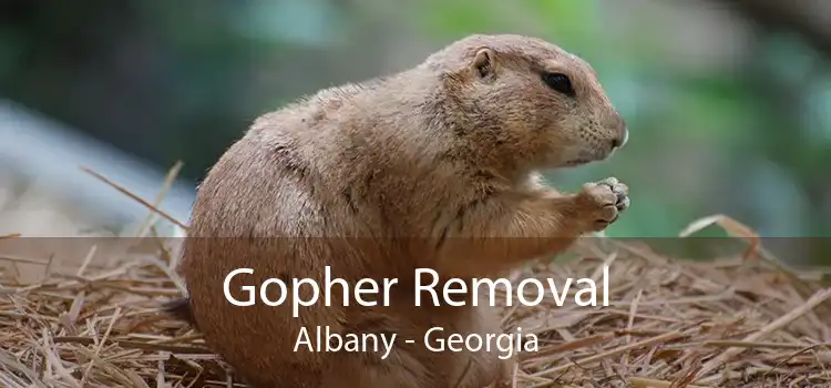 Gopher Removal Albany - Georgia