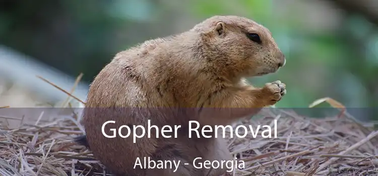 Gopher Removal Albany - Georgia