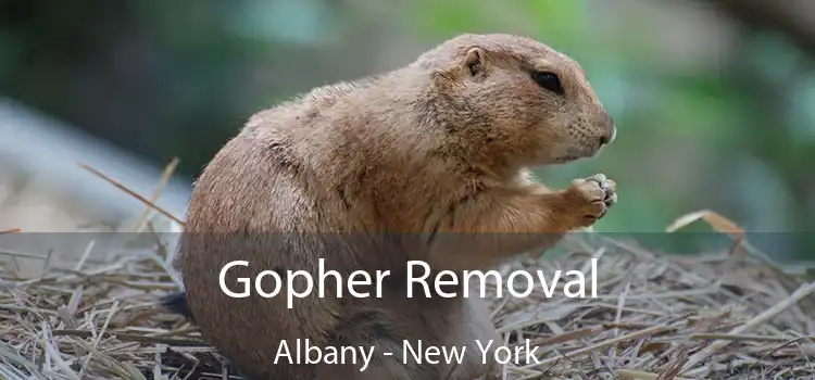 Gopher Removal Albany - New York