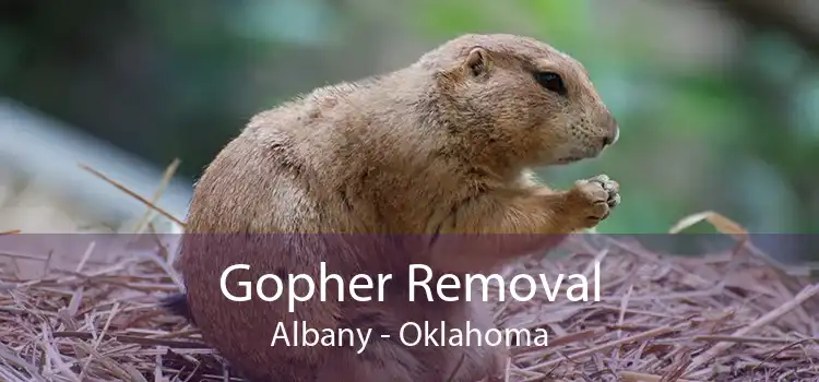 Gopher Removal Albany - Oklahoma