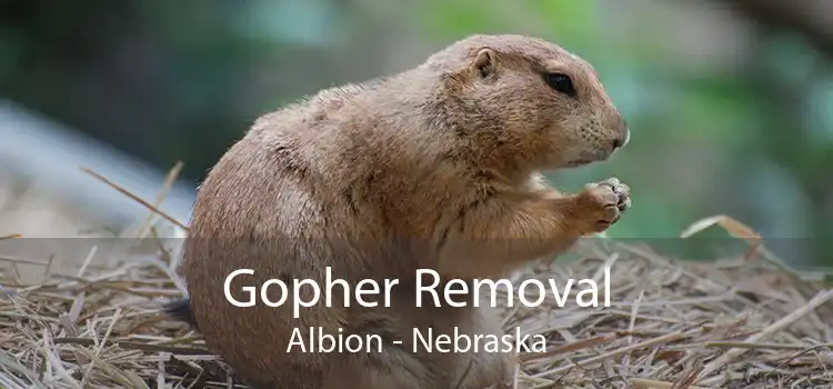 Gopher Removal Albion - Nebraska