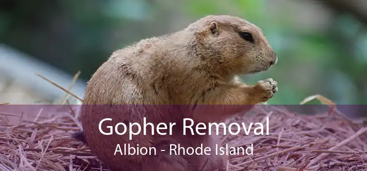 Gopher Removal Albion - Rhode Island