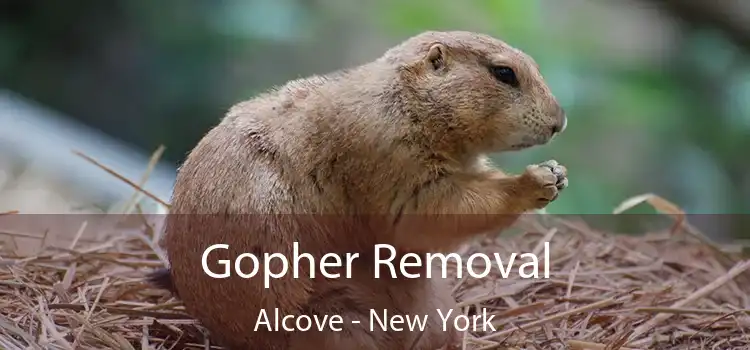 Gopher Removal Alcove - New York