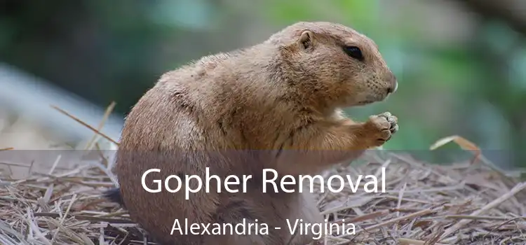 Gopher Removal Alexandria - Virginia