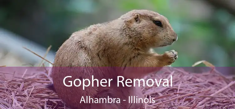 Gopher Removal Alhambra - Illinois