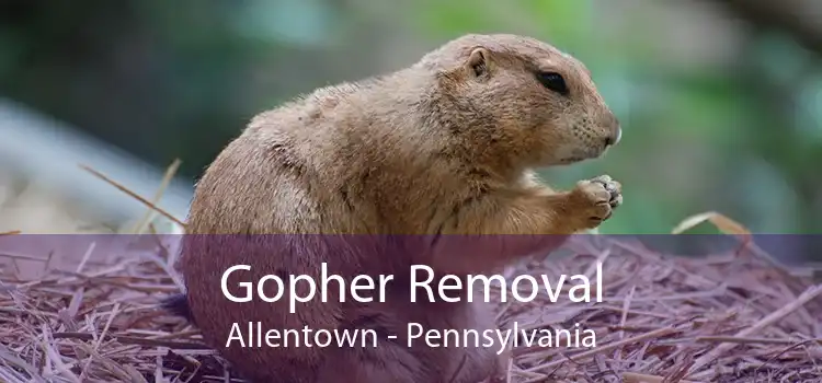Gopher Removal Allentown - Pennsylvania