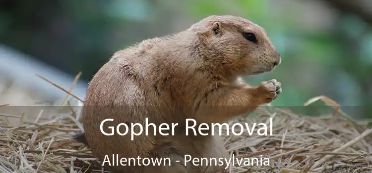 Gopher Removal Allentown - Pennsylvania