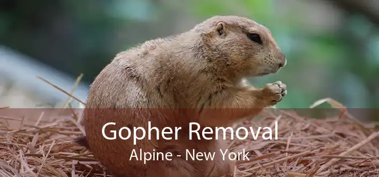 Gopher Removal Alpine - New York