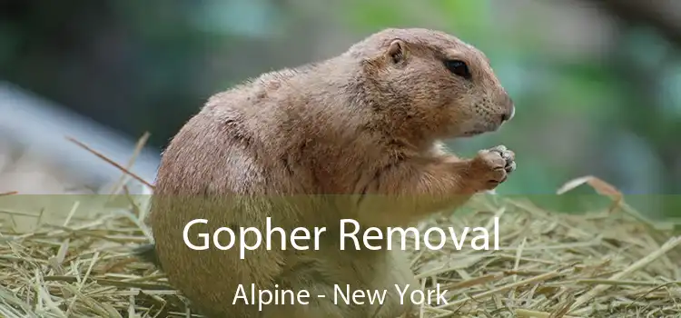 Gopher Removal Alpine - New York