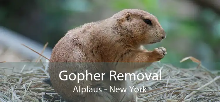 Gopher Removal Alplaus - New York