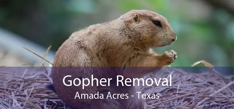 Gopher Removal Amada Acres - Texas