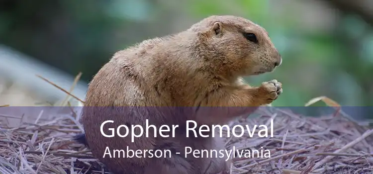 Gopher Removal Amberson - Pennsylvania