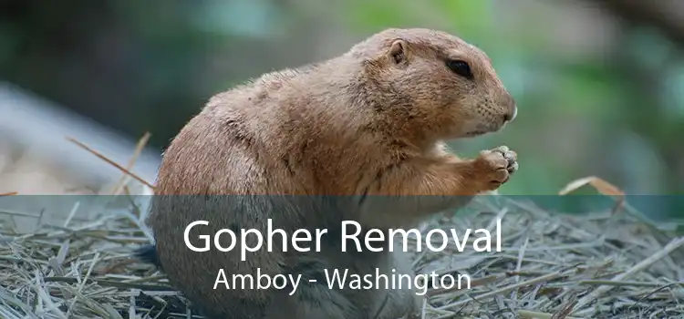 Gopher Removal Amboy - Washington