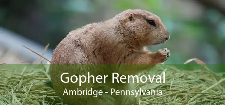 Gopher Removal Ambridge - Pennsylvania