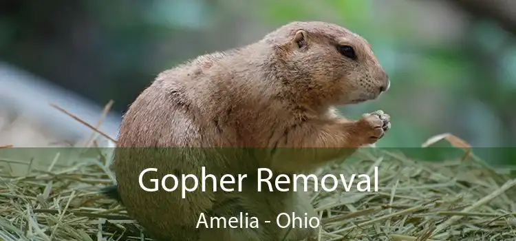 Gopher Removal Amelia - Ohio