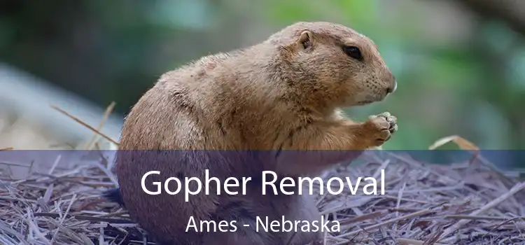 Gopher Removal Ames - Nebraska