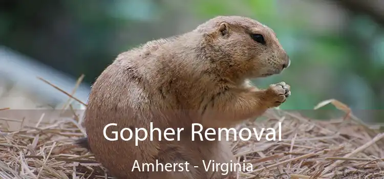 Gopher Removal Amherst - Virginia