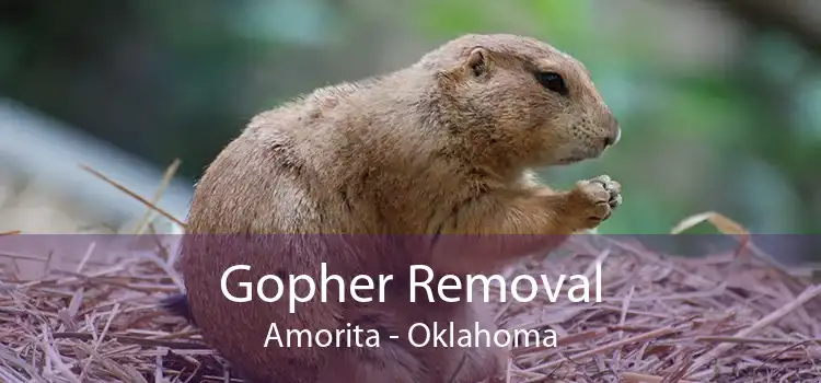 Gopher Removal Amorita - Oklahoma