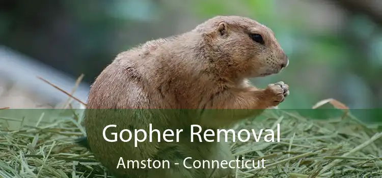 Gopher Removal Amston - Connecticut