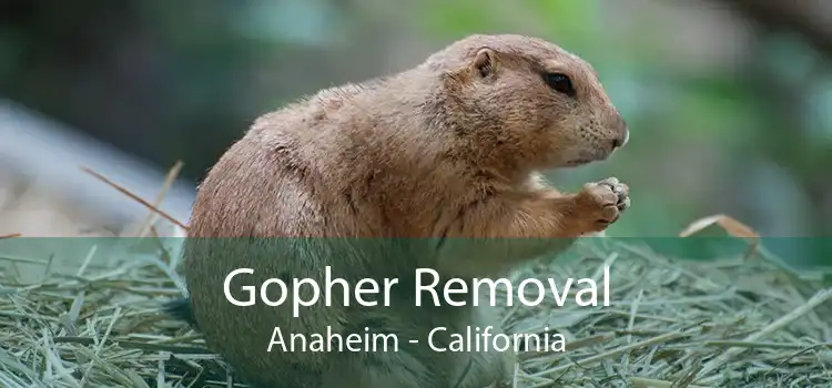 Gopher Removal Anaheim - California