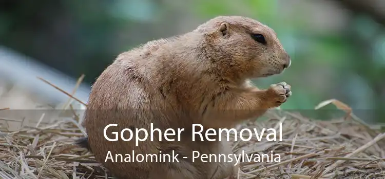 Gopher Removal Analomink - Pennsylvania