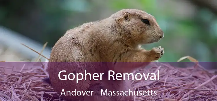 Gopher Removal Andover - Massachusetts