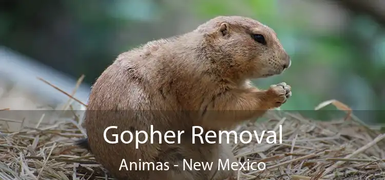 Gopher Removal Animas - New Mexico