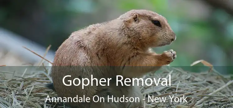 Gopher Removal Annandale On Hudson - New York