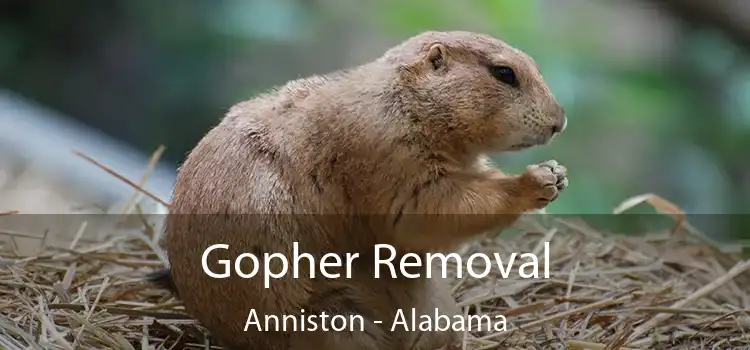 Gopher Removal Anniston - Alabama