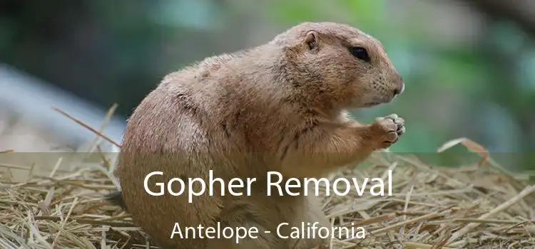 Gopher Removal Antelope - California