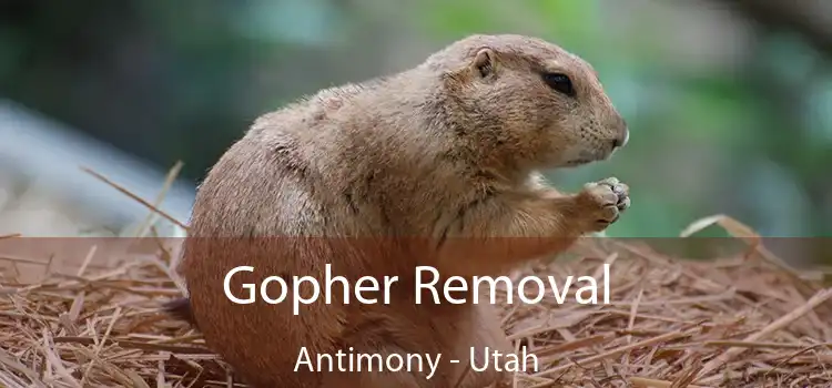 Gopher Removal Antimony - Utah