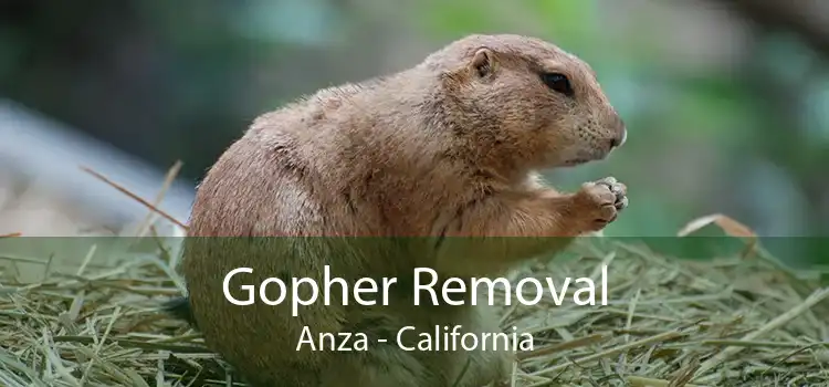 Gopher Removal Anza - California
