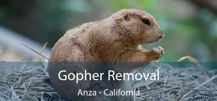 Gopher Removal Anza - California