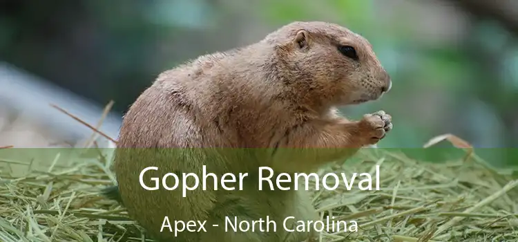 Gopher Removal Apex - North Carolina