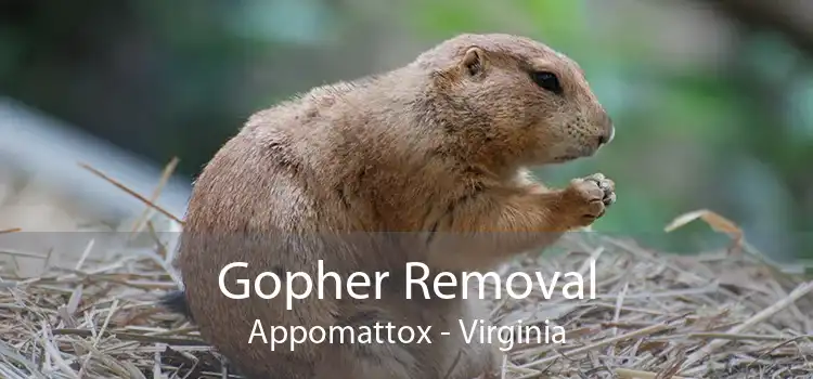 Gopher Removal Appomattox - Virginia