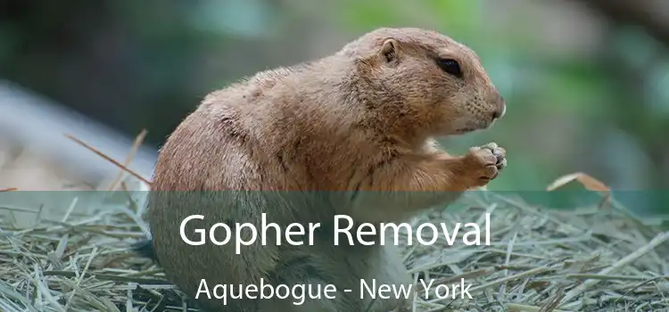 Gopher Removal Aquebogue - New York