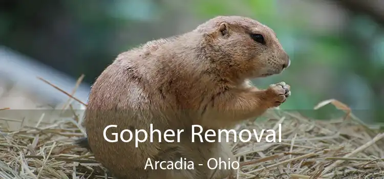 Gopher Removal Arcadia - Ohio