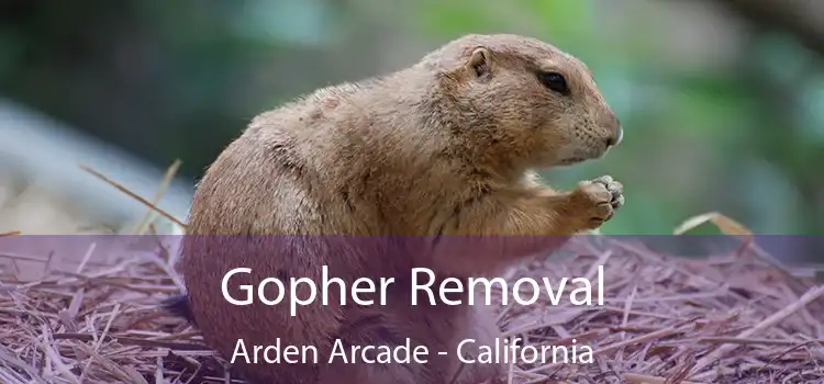 Gopher Removal Arden Arcade - California