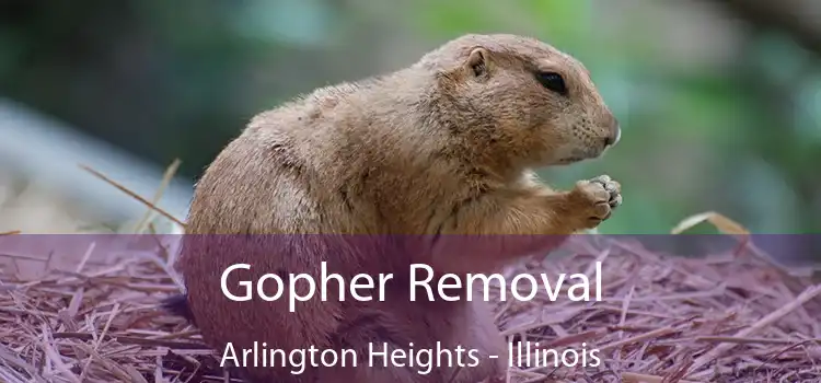 Gopher Removal Arlington Heights - Illinois