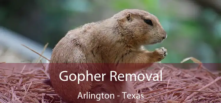 Gopher Removal Arlington - Texas