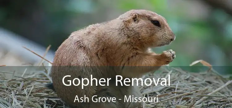 Gopher Removal Ash Grove - Missouri