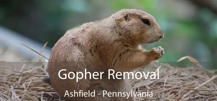 Gopher Removal Ashfield - Pennsylvania