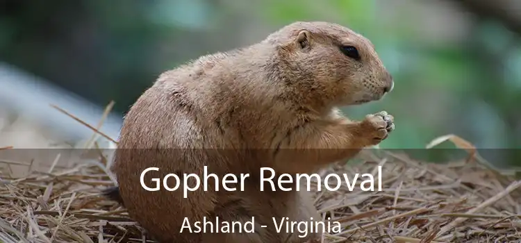 Gopher Removal Ashland - Virginia