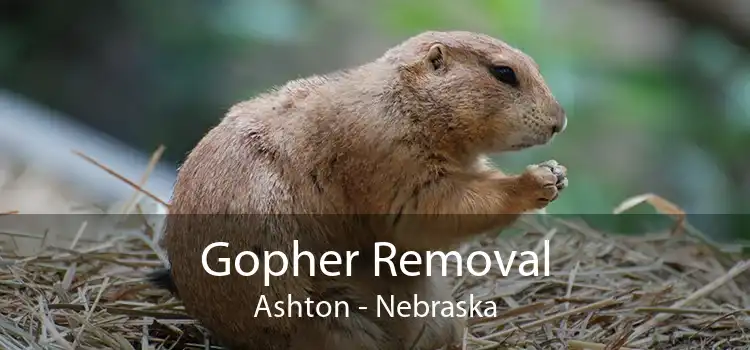 Gopher Removal Ashton - Nebraska