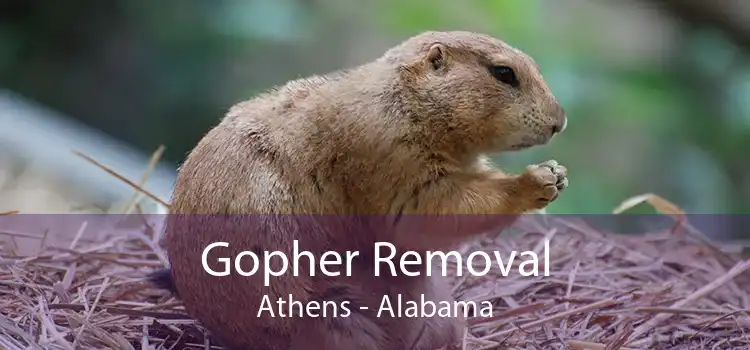 Gopher Removal Athens - Alabama