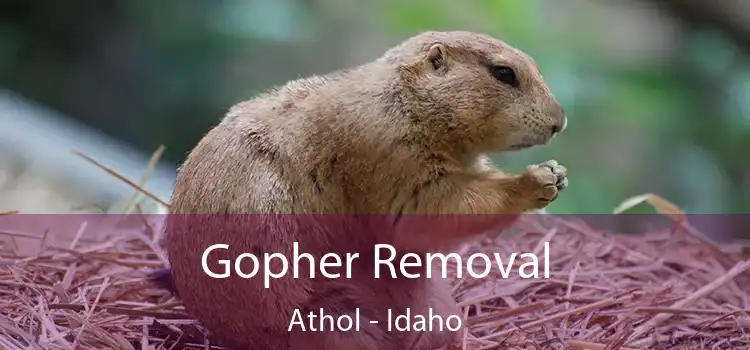 Gopher Removal Athol - Idaho