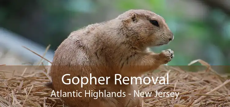 Gopher Removal Atlantic Highlands - New Jersey