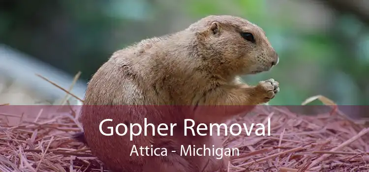 Gopher Removal Attica - Michigan